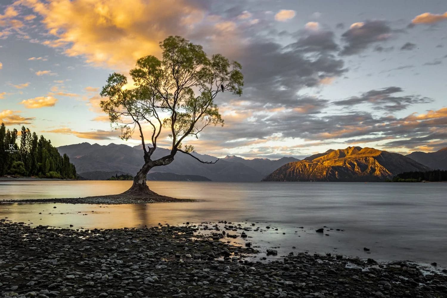 Wanaka Tree, NZ